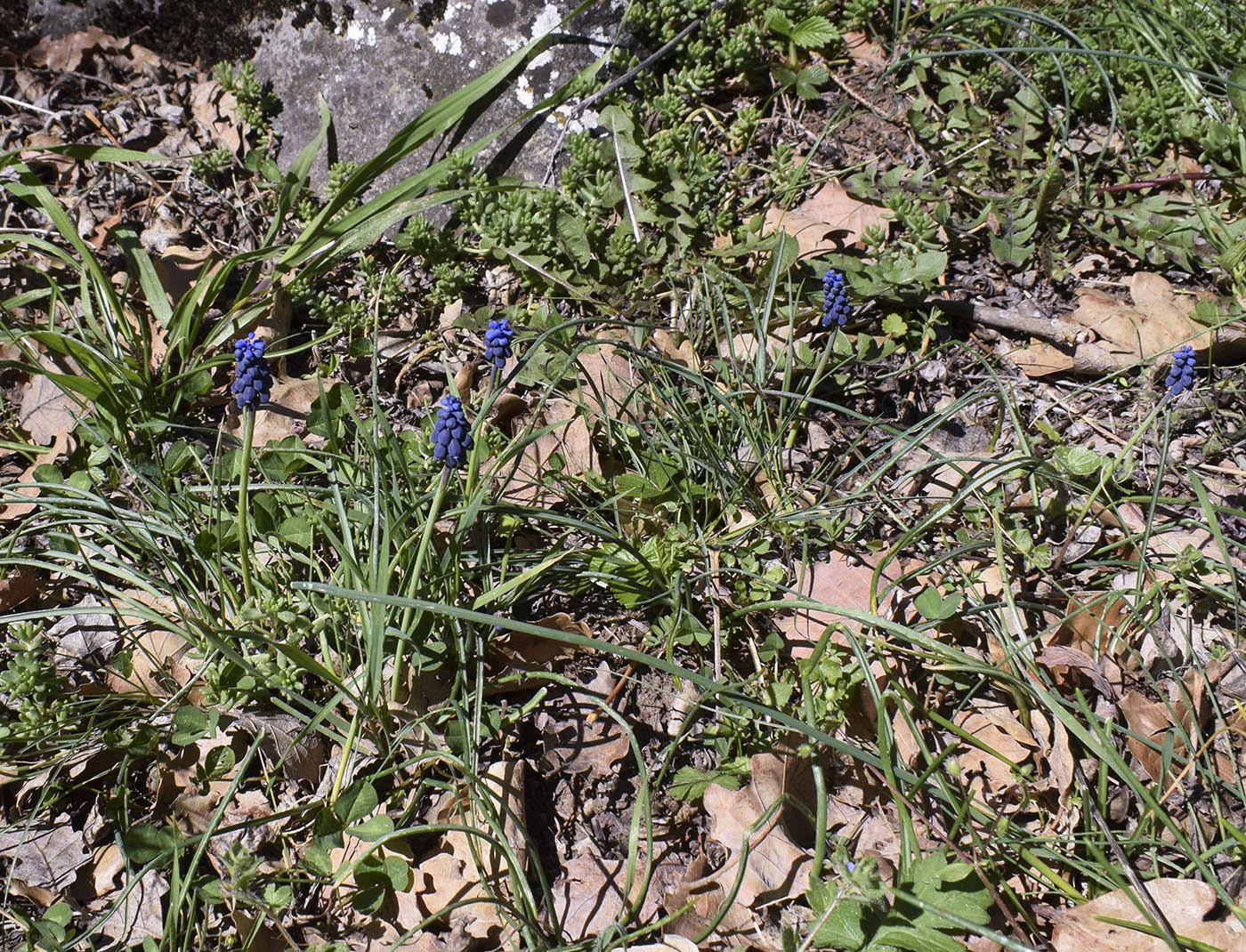 Image of Muscari neglectum specimen.