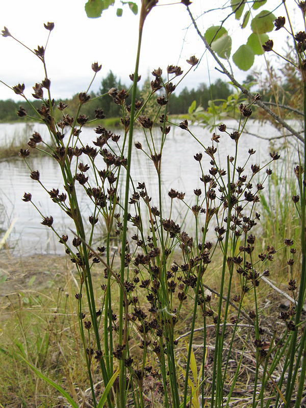 Image of Juncus alpino-articulatus specimen.