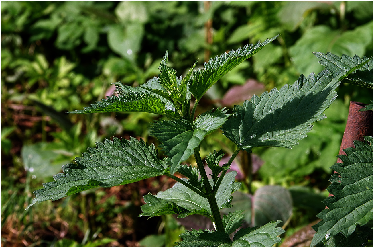 Image of Urtica dioica specimen.