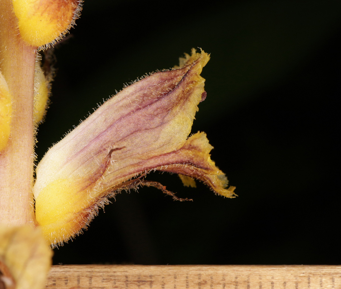 Image of Orobanche laxissima specimen.