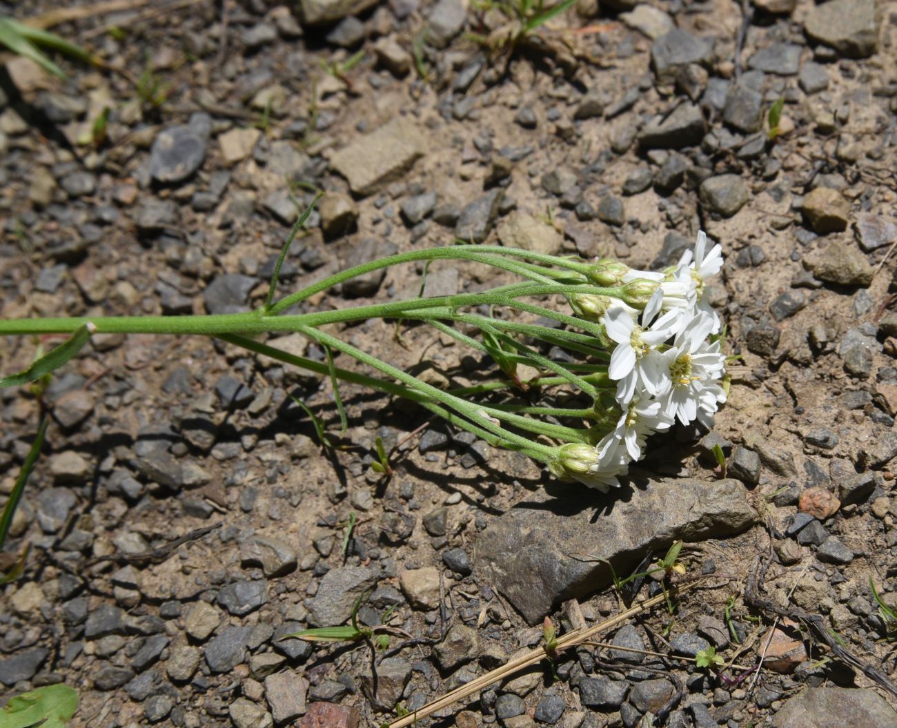 Изображение особи Achillea ptarmicifolia.