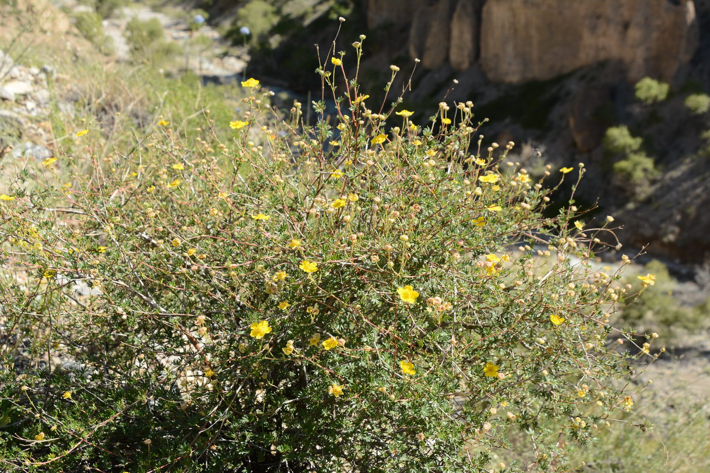 Image of Dasiphora parvifolia specimen.