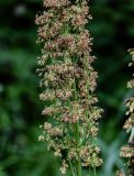 Rumex confertus. Часть соцветия. Оренбургская обл., Гайский гор. округ, Губерлинские горы, долина р. Губерля, опушка лиственного леса. 03.07.2023.