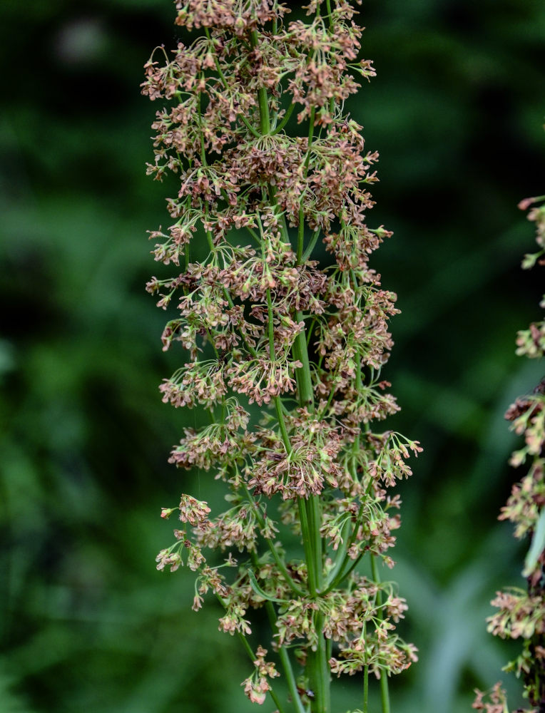 Image of Rumex confertus specimen.