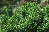 Ilex sugerokii. Верхушки ветвей с незрелыми плодами. Курильские о-ва, о-в Итуруп, вулкан Баранского, опушка смешанного леса. 24.08.2023.