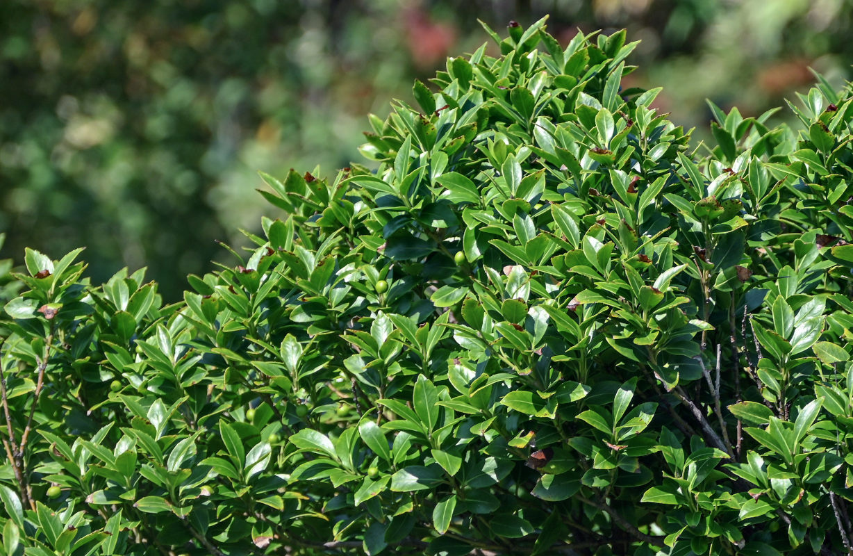 Image of Ilex sugerokii specimen.