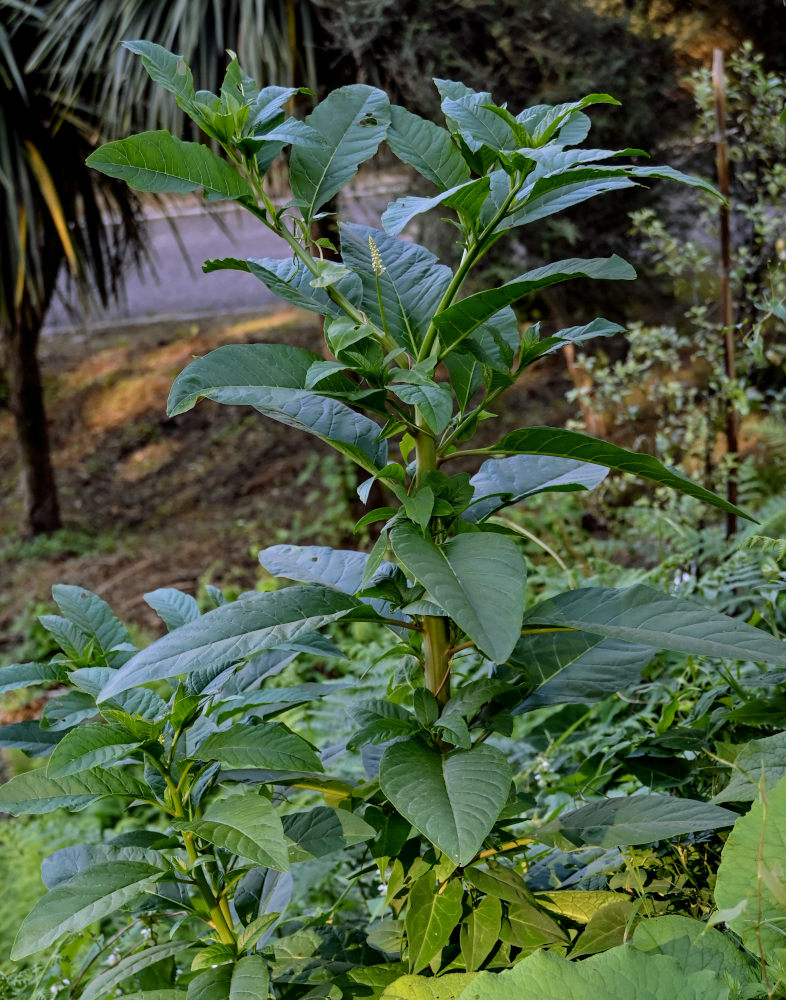 Изображение особи Phytolacca americana.