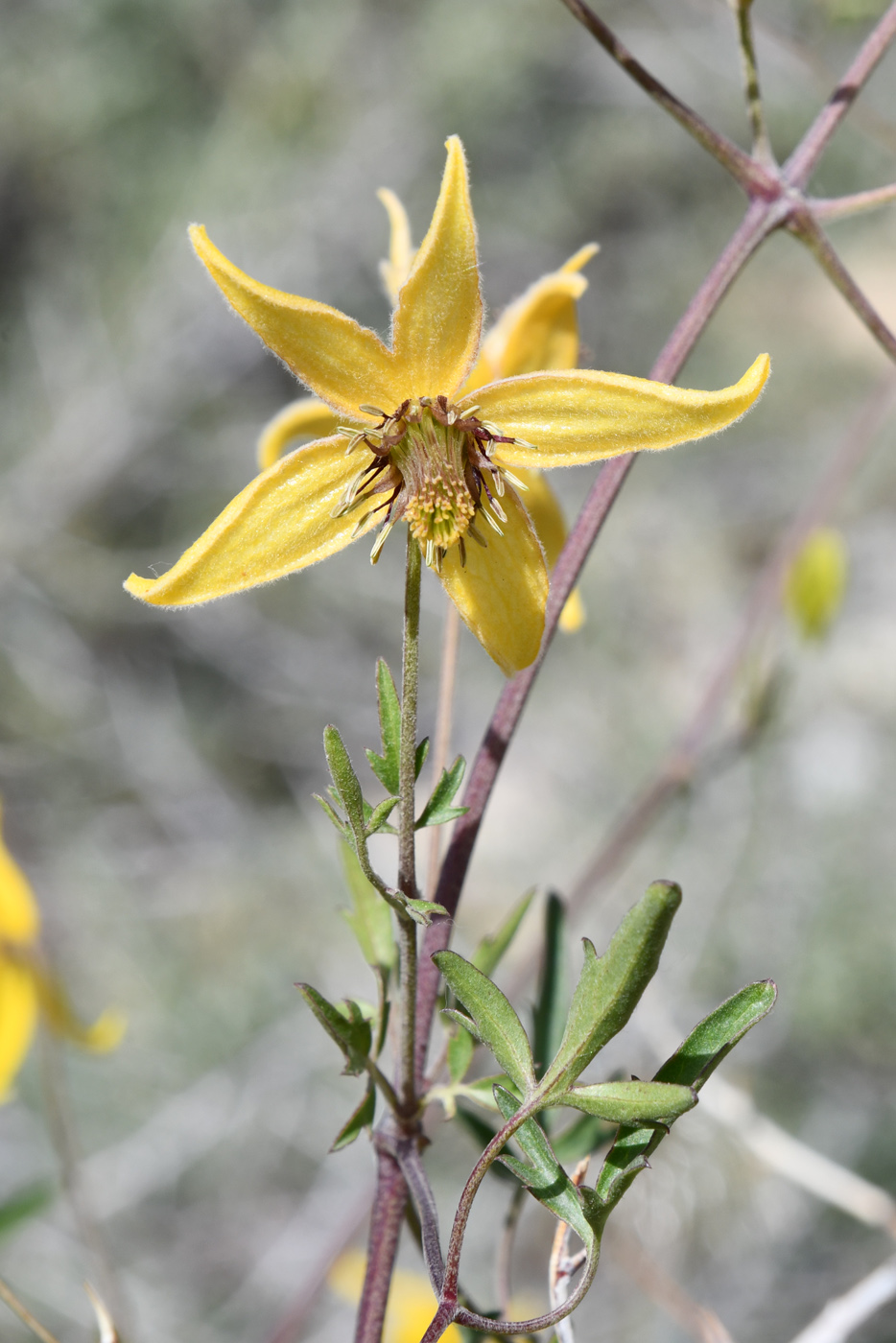 Image of Clematis tangutica specimen.