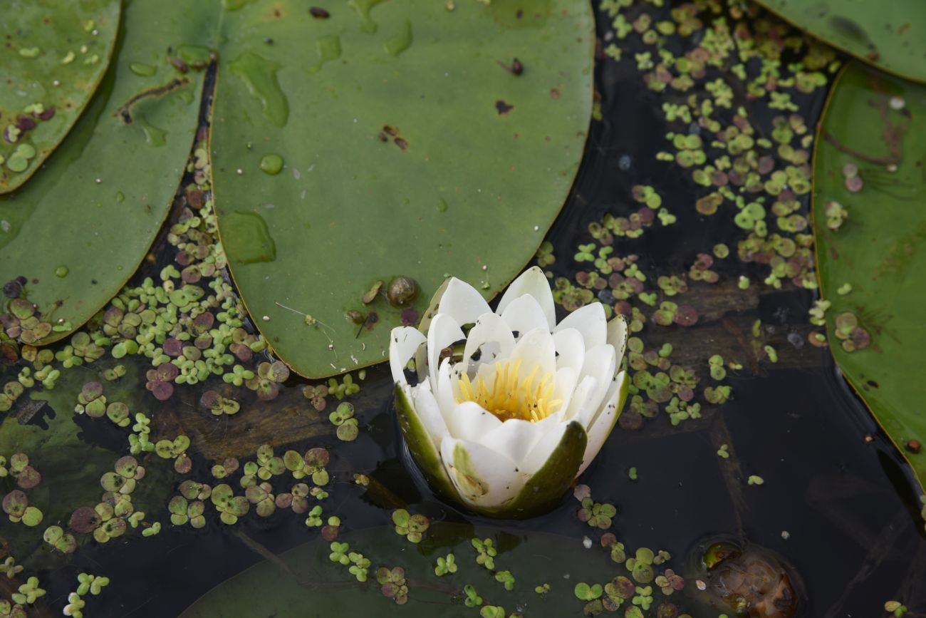 Image of genus Nymphaea specimen.