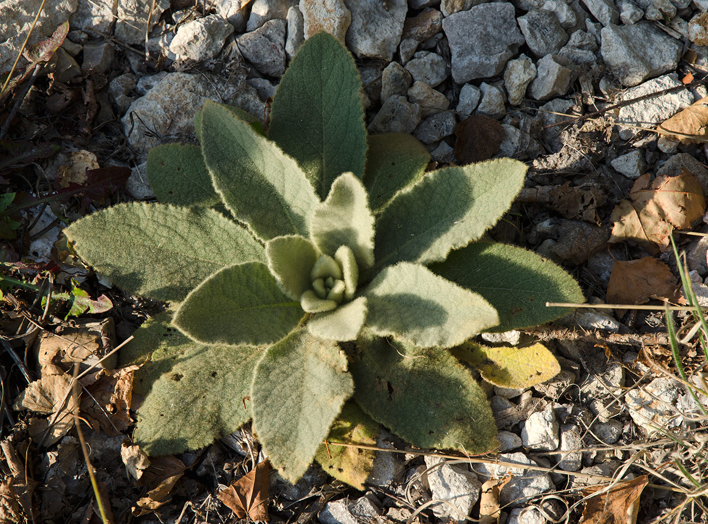 Изображение особи Verbascum thapsus.