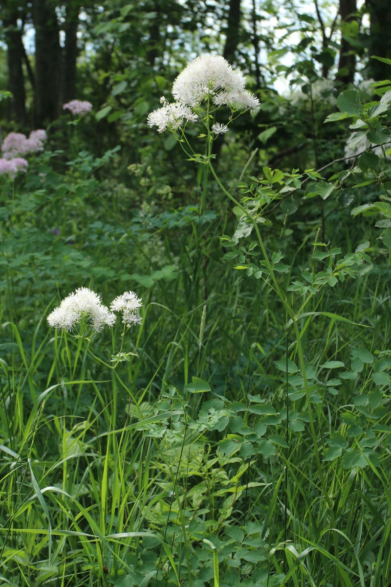 Image of Thalictrum aquilegiifolium specimen.