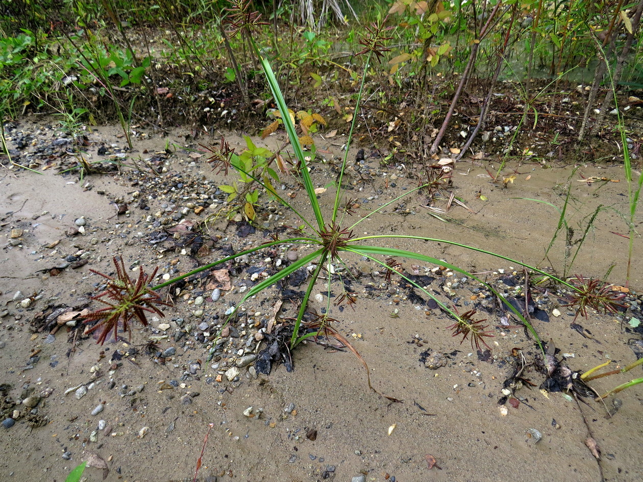 Image of Cyperus orthostachyus specimen.