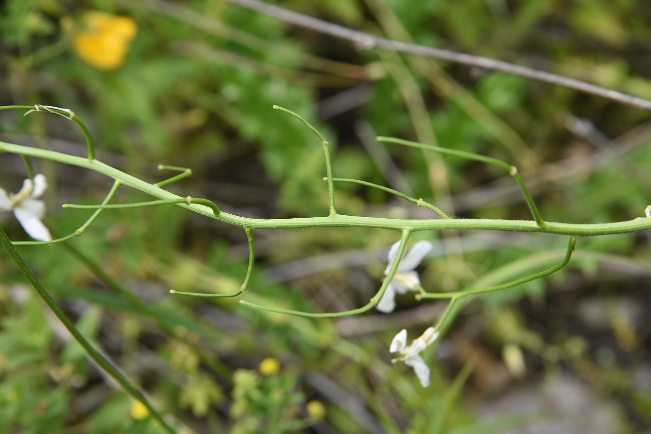 Image of Hesperis voronovii specimen.