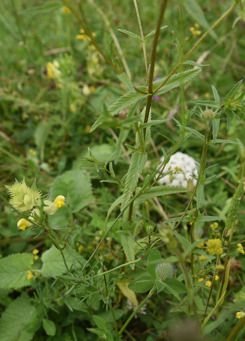 Image of genus Rhinanthus specimen.