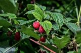 Rubus idaeus