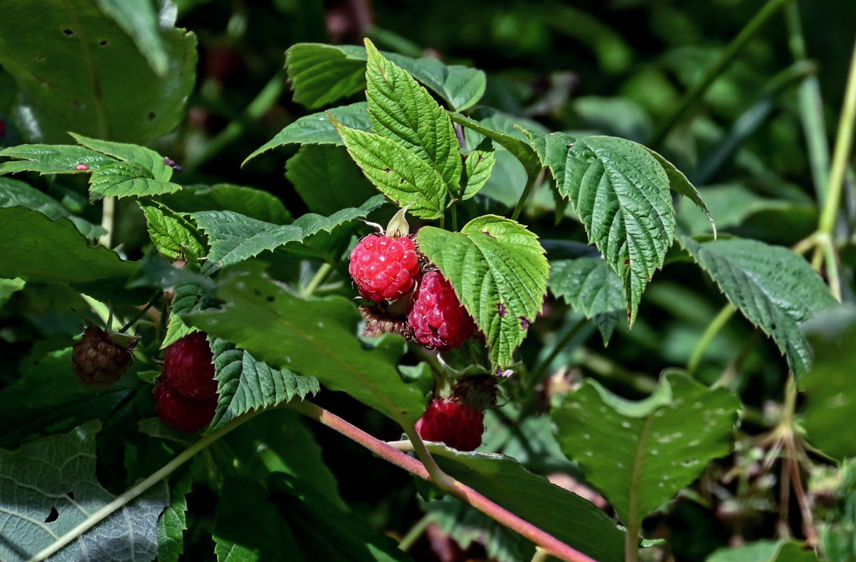 Image of Rubus idaeus specimen.