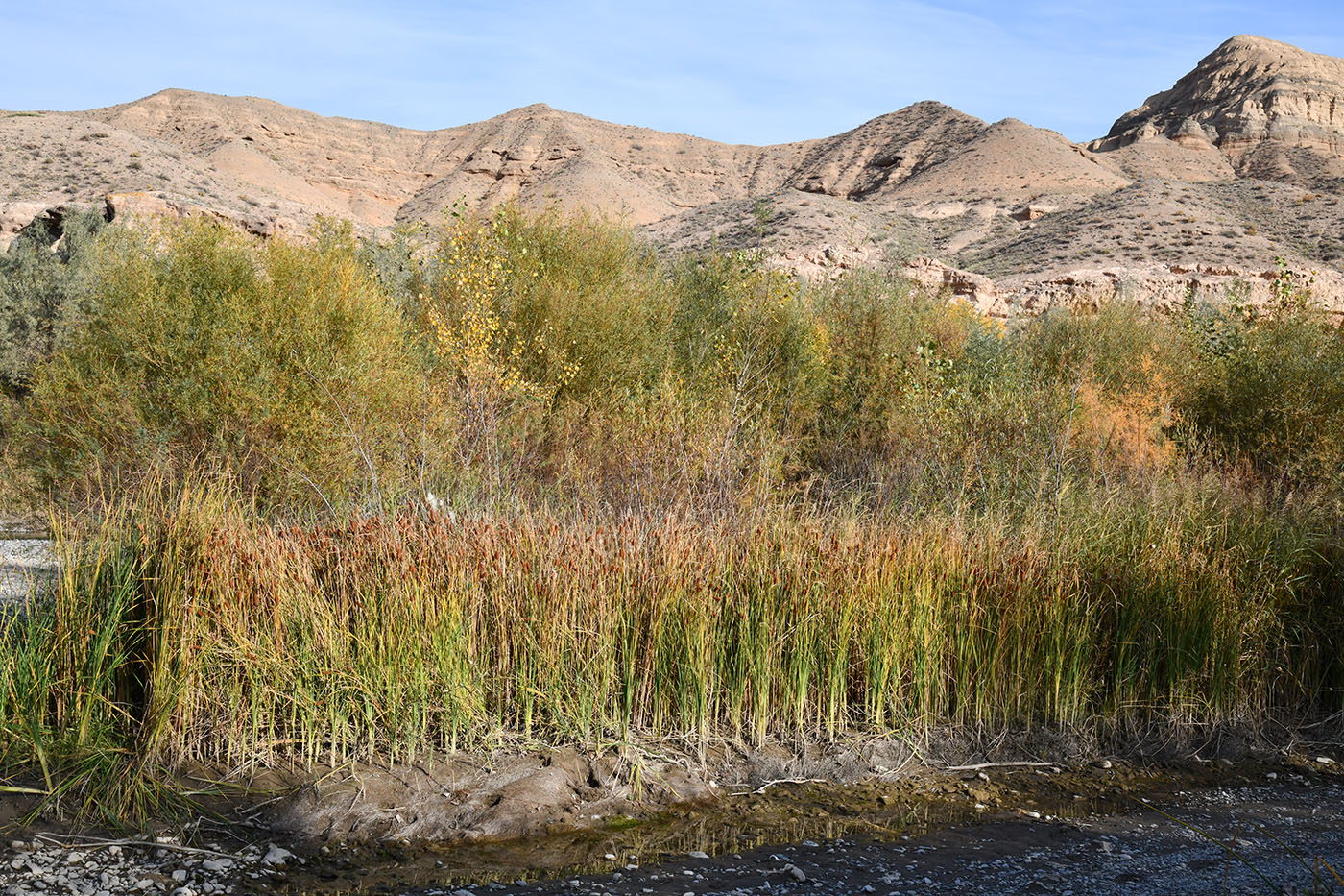 Image of Typha minima specimen.