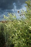 Salix pentandra. Ветви. Ленинградская обл., окр. пос. Большая Ижора, побережье Финского зал., песчаный береговой вал. 27.07.2024.