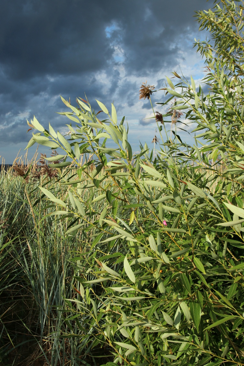 Изображение особи Salix pentandra.