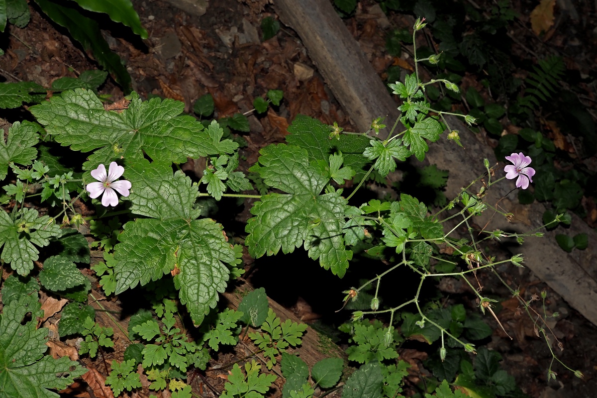 Image of Geranium gracile specimen.