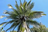 View full-size image Jubaea chilensis