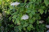 View full-size image Sambucus nigra