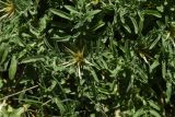 View full-size image Centaurea iberica