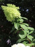 View full-size image Hydrangea paniculata