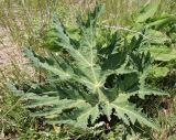 View full-size image Heracleum grandiflorum