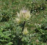 View full-size image Cirsium obvallatum
