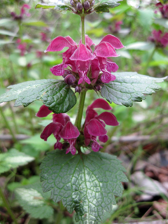 Image of Lamium maculatum specimen.