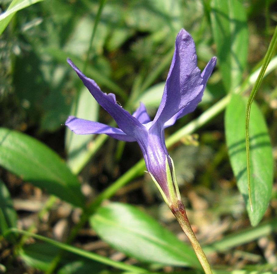 Изображение особи Vinca herbacea.