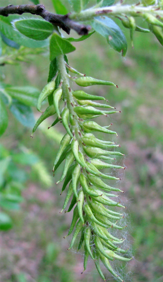 Image of Salix myrsinifolia specimen.