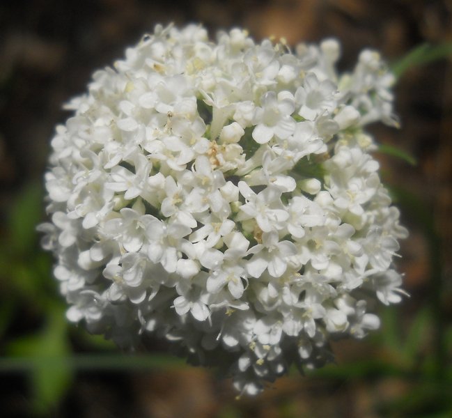 Image of Valeriana officinalis specimen.