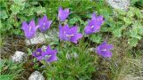 Campanula aucheri