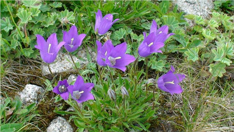 Изображение особи Campanula aucheri.