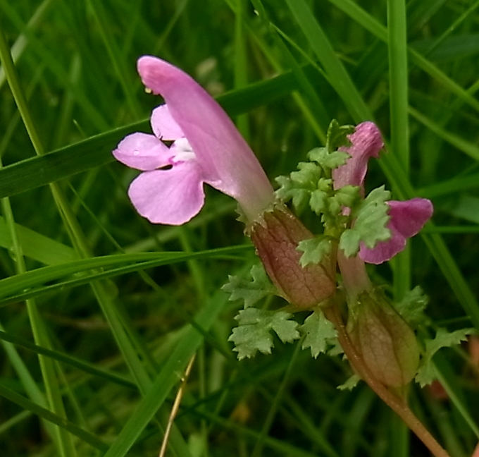 Image of Pedicularis sylvatica specimen.