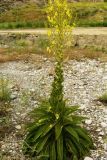 Verbascum songaricum. Цветущее растение. Копетдаг, Чули. 27 мая 2011 г.