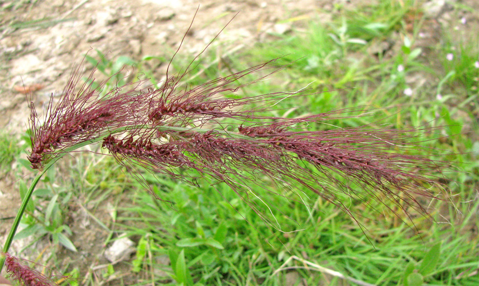 Изображение особи Echinochloa tzvelevii.