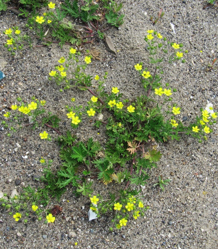 Image of Potentilla canescens specimen.