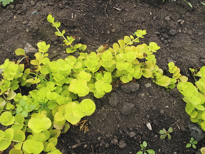 Image of Lysimachia nummularia specimen.