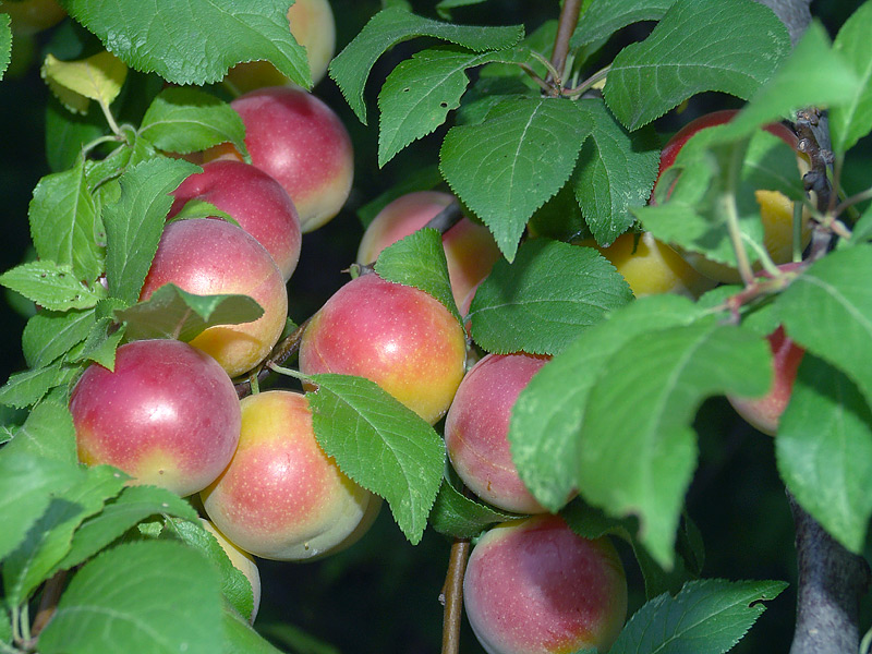 Image of Prunus cerasifera specimen.