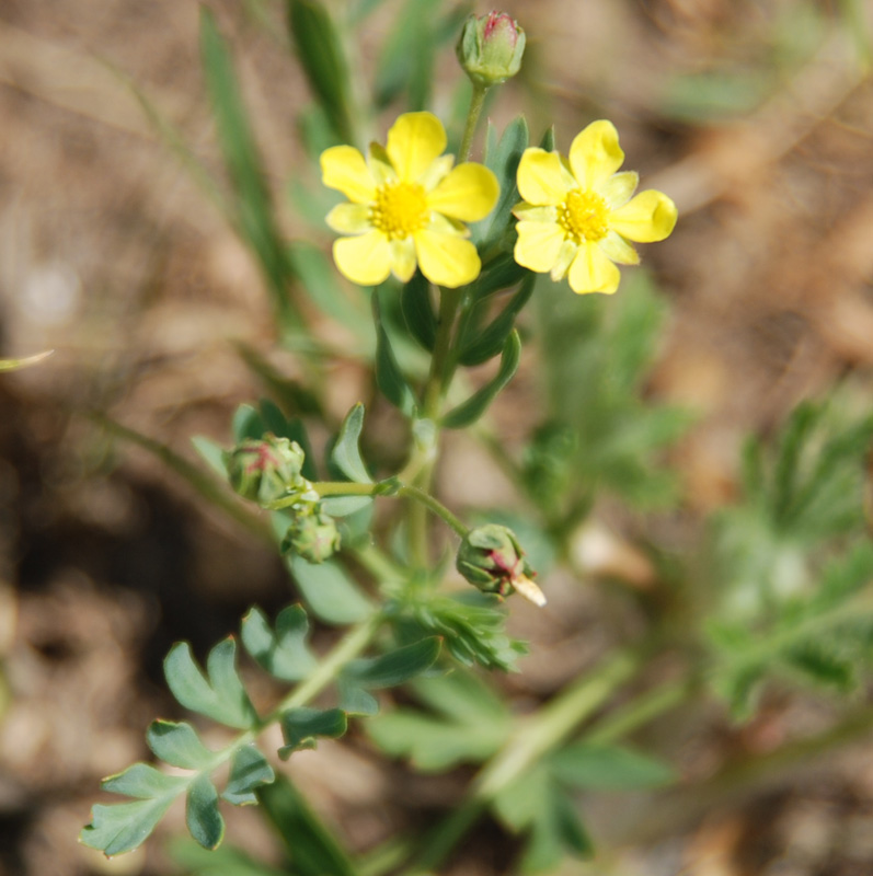 Image of Potentilla bifurca specimen.