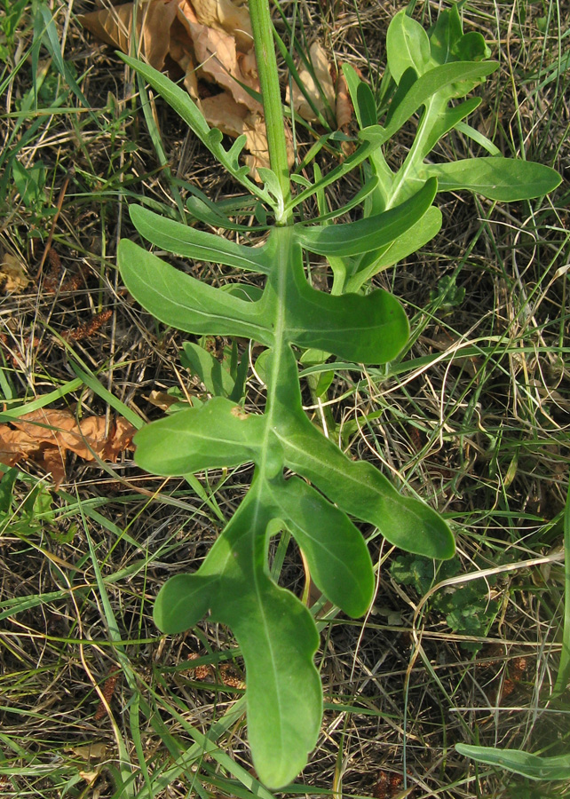 Image of Centaurea rigidifolia specimen.