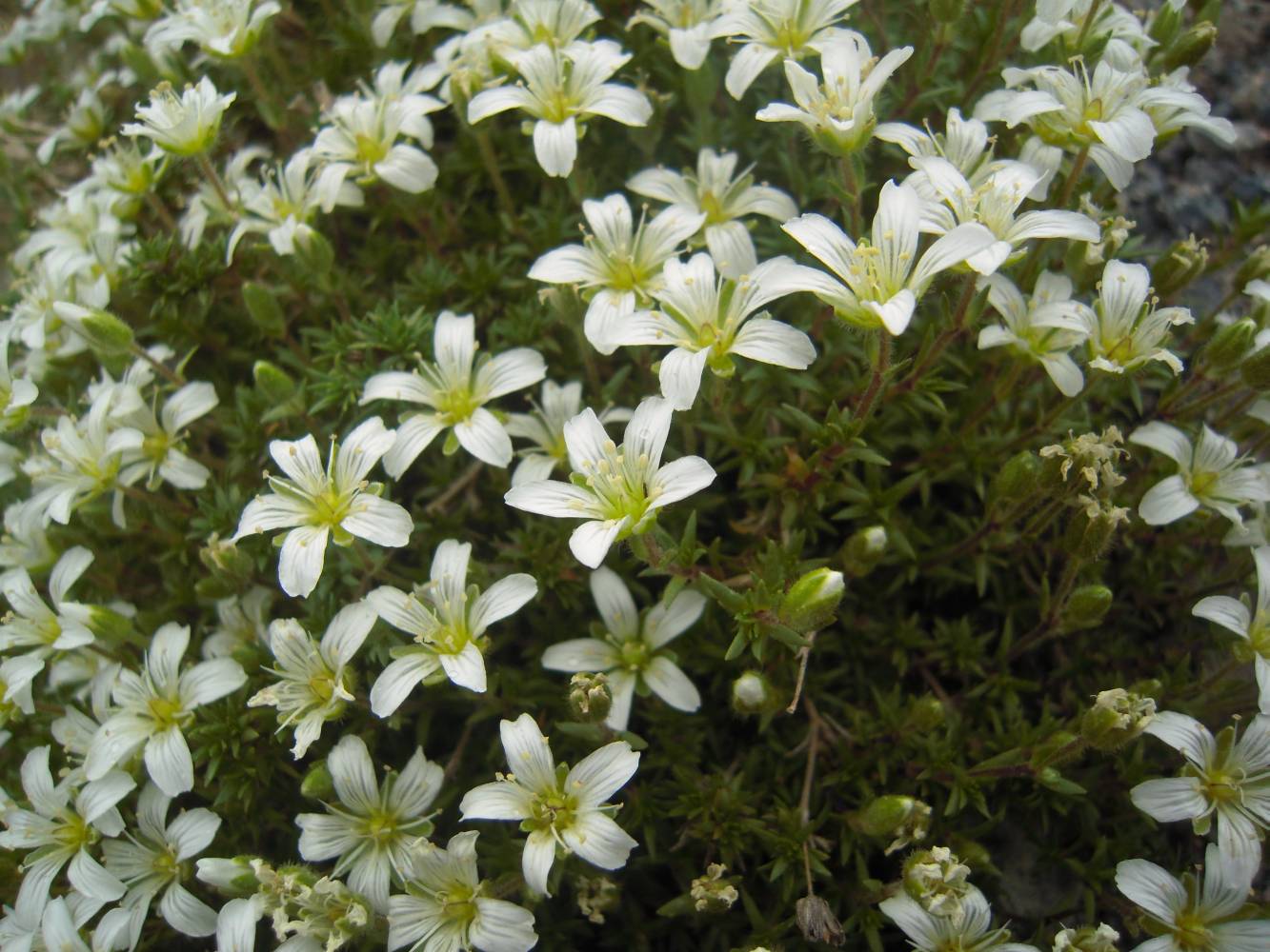 Image of Minuartia colchica specimen.