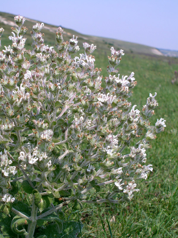 Image of Salvia aethiopis specimen.