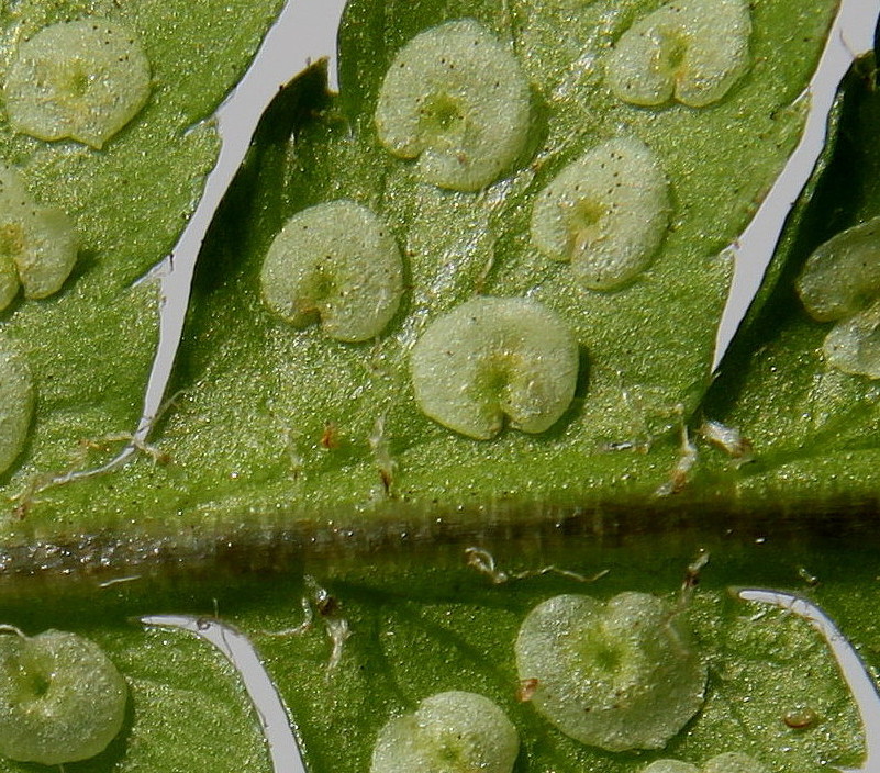 Image of Dryopteris filix-mas specimen.