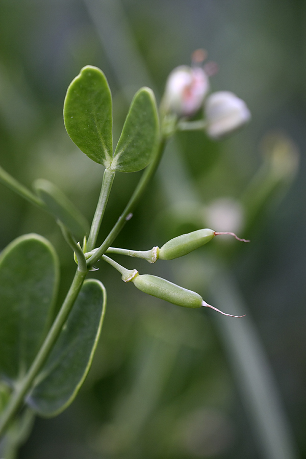 Image of Zygophyllum fabago ssp. orientale specimen.