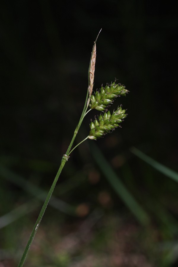 Image of Carex pallescens specimen.