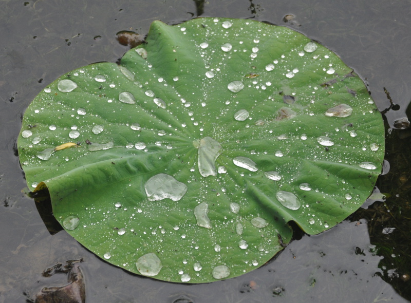 Image of Nelumbo komarovii specimen.